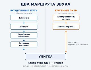 Схема двух маршрутов звука: воздушный путь через перепонку и косточки и костный путь через череп